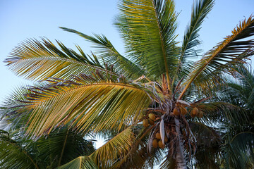 Travel to an Aruba resort by the ocean