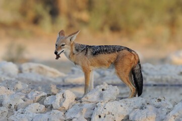 BLACKBACKED JACKAL  (canis mesomelas) attempts ambush of birds at desert waterhole.  prey include turtle doves, sandgrouse and namaqua doves. 