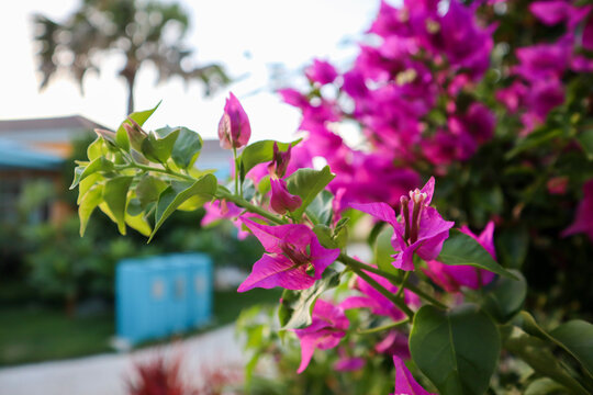 Travel to an Aruba resort by the ocean