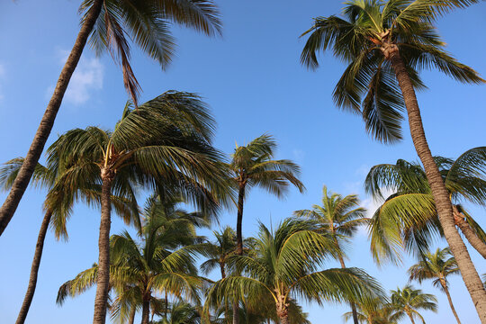 Travel to an Aruba resort by the ocean