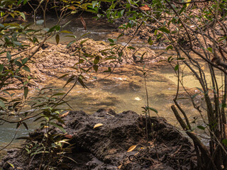 Tree on the shore, Waterfalls in the forest, streams suitable for adventure travel. Learn nature and preserve the environment.