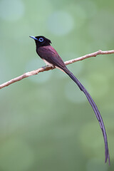 beautiful long tail and blue eyering and elegance while perching over blur background, japanese paradise flycatcher