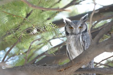 WHITE FACED OWL a small african owl found in acacia thorn savanna 