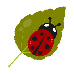 Ladybug vector icon on green plant leaf, colorful beetle flat silhouette.