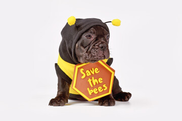 Black French Bulldog dog puppy dressed up with bee costume and 'Save the bees' sign on white...