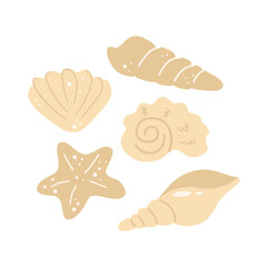 Set of mollusk seashells different forms, starfish