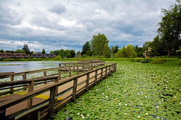 A beautiful lake in a residential area of Abbotsford, covered with white water lilies, a wooden bridge over the lake and a village of townhouses  on the shore against a stormy sky
