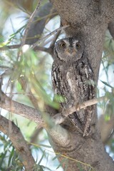 SCOPS OWL  a small cryptic owl of the savanna and thornveld - 597013547