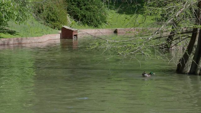 Cute green and brown feathered duck diving in a small pound on a beautiful sunny day at the "Parque del Retiro" in Madrid Spain