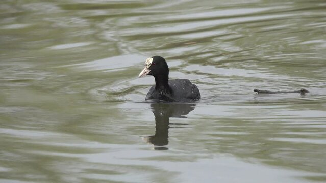 Eurasian or Common or Australian Coot (Fulica atra). Waterfowl fussily swims and pecks food from the surface of the water. Beautiful closeup video