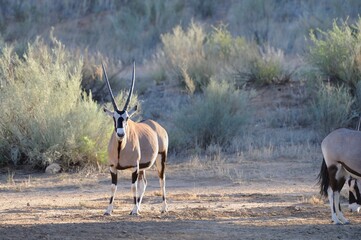 GEMSBUCK  aka gemsbok, (Oryx gazella)   iconic antelope of the kalahari and arid western parts of southern africa.  - 597014139