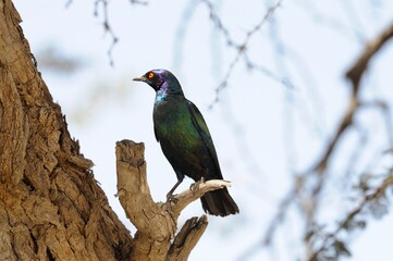 CAPE GLOSSY STARLING  (Lamprotornis nitens)  every irridescent shade of aquamarine, sometimes reflects blue, sometimes green.   - 597014789