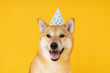 Shiba Inu dog on yellow background, Dog Birthday