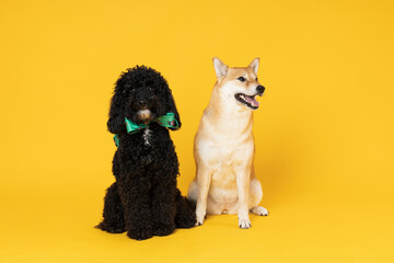Shiba Inu and Toy poodle dogs on yellow background