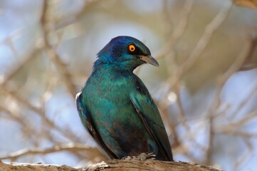 CAPE GLOSSY STARLING  (Lamprotornis nitens)  every irridescent shade of aquamarine, sometimes reflects blue, sometimes green.   - 597015125