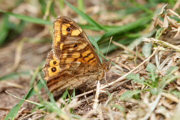 Speckled wood butterfly, Pararge aegeria, resting on the ground on a sunny day