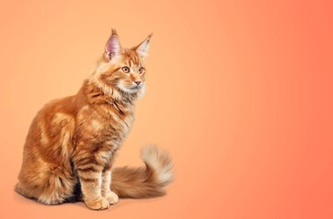 Cute young kitten on a bright colored background.