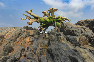 Picturesque driftwood on the rocky shore of the Atlantic Ocean.