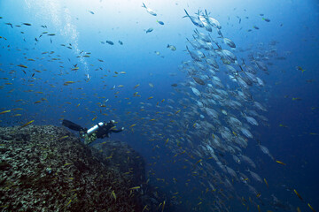 Underwater scene with fish and coral reef and a large group mackerel fish at Sail Rock island in southern Thailand
