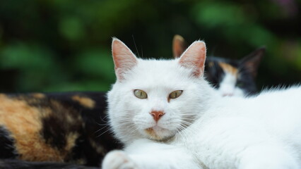 One adorable wild cat sitting in the garden for resting