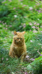 One adorable wild cat sitting in the garden for resting