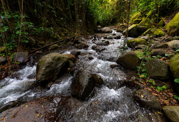 Naklejka na ściany i meble Rainforest vegetation and cascades with rocks in a creek called “La Roxelane“ that arises from Mount Pelée volcano and flowing into the Caribbean Sea near Saint Pierre on tropical island Martinique.