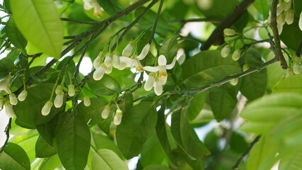 The beautiful flowers blooming in the garden in spring with the warm sunlight