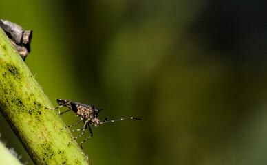 Euschistus heros, most abundant pests in soybean crops