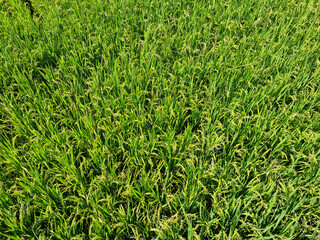 close up summer Green rice field.
