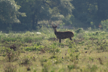 A lone javan rusa rusa timorensis crossing the bekol savanna inside baluran National Park with bokeh background 