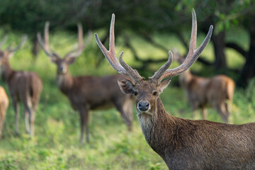 A medium portrait of javan rusa rusa timorensis on bekol savanna inside baluran National Park with bokeh background 