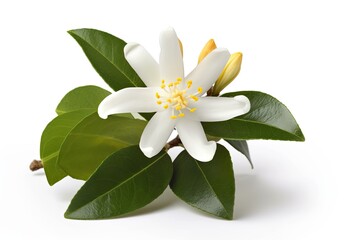 Fototapeta premium white flower with green leaves on a blank background. Generative AI