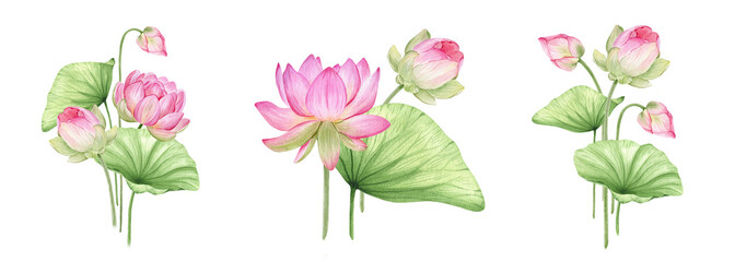 Pink lotus flowers. Watercolor illustration. Set of compositions with lotus. Chinese water lily. Design for the design of invitations, movie posters, fabrics and other items.