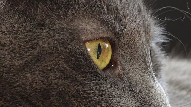 The Russian blue cat looks at the medium beautifully. A cat with beautiful yellow eyes
