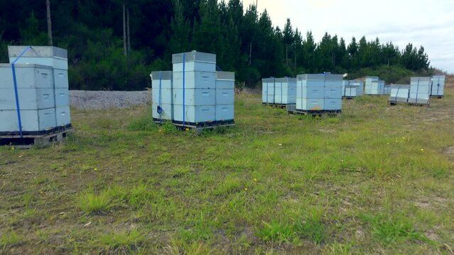 Revealing shot of apiary where rows of beehives are seen, New Zealand