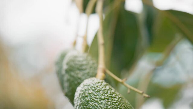 A bunch of organic avocados hanging from green tropical tree in the sunlight