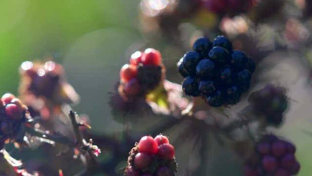 Close up of sweet blackberry bush basking in the sun, New Zealand.