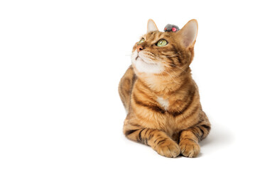 Red domestic cat plays with a toy mouse