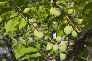 Plums hanging on branches on a farm.