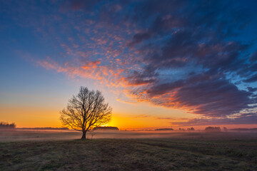 Fototapeta na wymiar Dreamy morning landscape with a tree in the fog