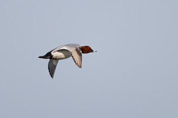 Common Pochard