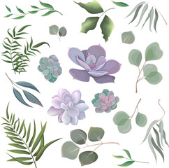 Fototapeta na wymiar Mix of herbs and plants vector big collection. Juicy eucalyptus, succulent, green plants and leaves. All elements are isolated 