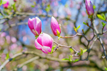 Obraz premium Blooming Pink Magnolia Tree Floral Background