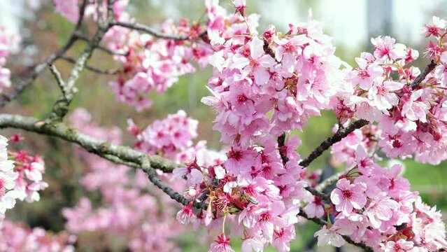 Cherry blossomes concept. Japanese sakura. Hanami.  Spring timelapse of opening Sakura flowers on branches Cherry tree.