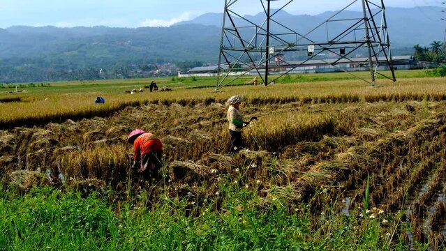 Activity footage. Short video of farmers harvesting rice in the morning in Bandung City - Indonesia