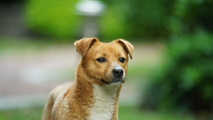 One adorable dog playing in the yard freely