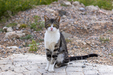 Stray tabby cat sitting on the ground and looking at the camera