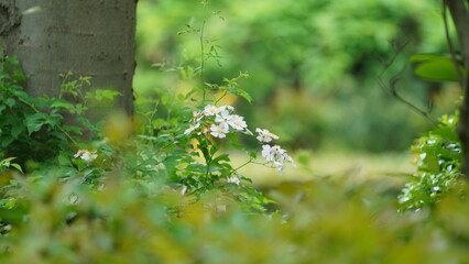 The beautiful flowers blooming in the garden in spring with the warm sunlight