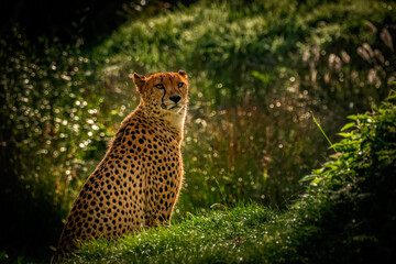 Guépard