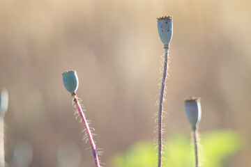 poppy seed pod